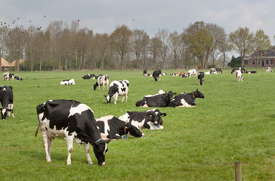 Image de la catégorie Désileuses pailleuses