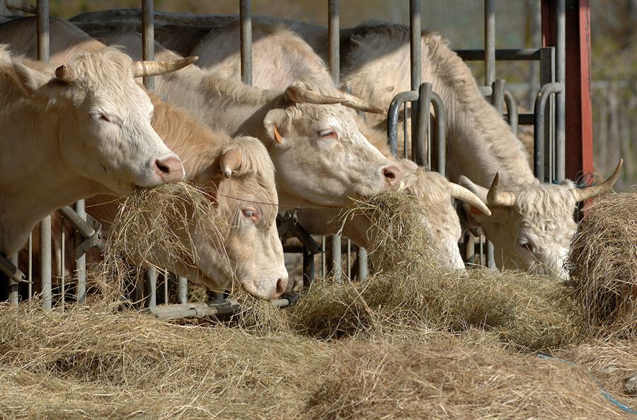 Image de la catégorie Soins des animaux